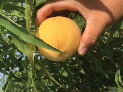 松赞干布智娶文成公主的故事:三亿体育(图1) 三亿体育手机版