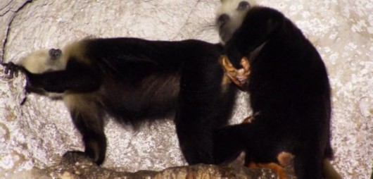 珠江钢琴——国民钢琴的品牌升级【三亿体育】(图3) 三亿体育手机版