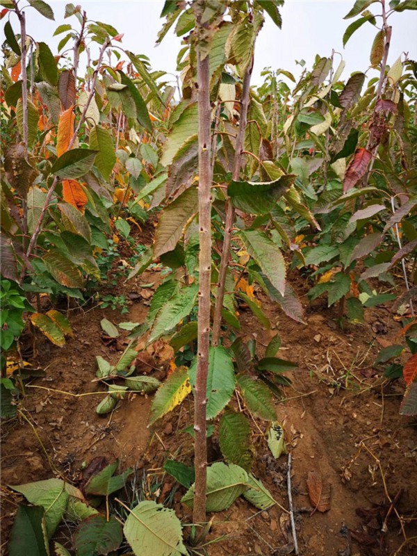 探究中华文明之美泡小境界学生深入学习汉文化:三亿体育手机版(图3) 三亿体育